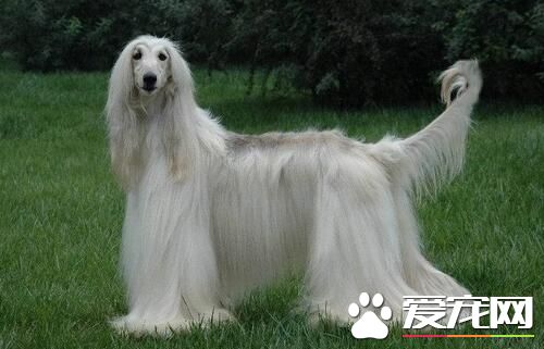 阿富汗獵犬養護 阿富汗獵犬好不好養呢