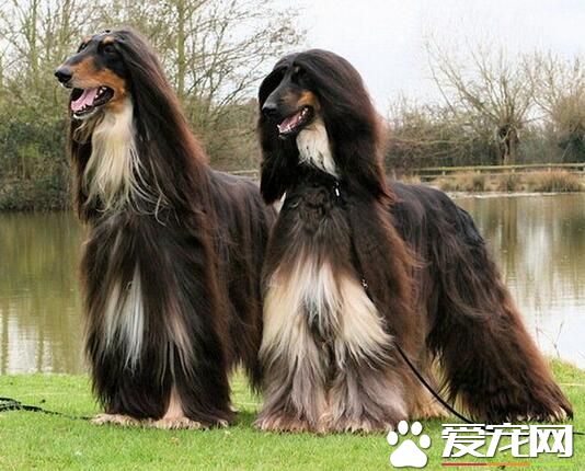 阿富汗獵犬養護 阿富汗獵犬好不好養呢