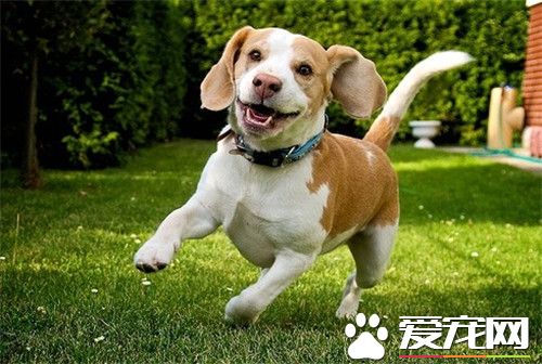 比格犬怎麼看純不純 辨別比格犬純種技巧
