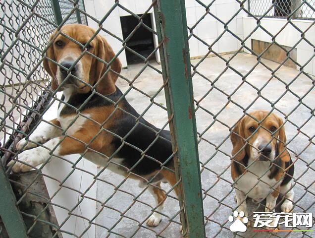 比格犬怎麼看品相 頭部呈大圓頂的形狀