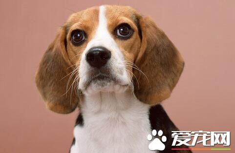 比格犬怎麼看品相 頭部呈大圓頂的形狀