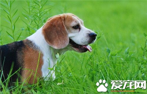 比格犬怎麼看品相 頭部呈大圓頂的形狀
