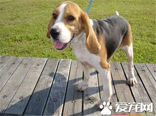 比格犬怎麼分辨年齡 年齡從牙齒上的鑒別方法