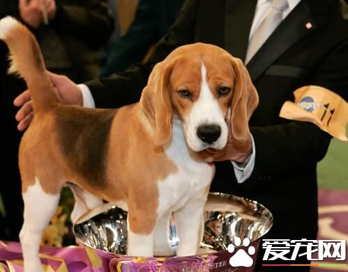 比格犬怎麼分辨年齡 年齡從牙齒上的鑒別方法