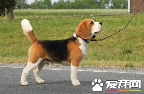 比格犬怎麼分辨年齡 年齡從牙齒上的鑒別方法
