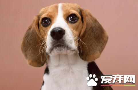 比格犬怎麼除體味 洗澡去除比格的體臭