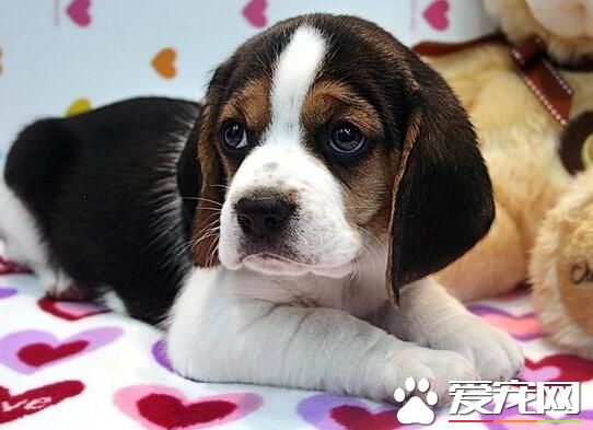 比格犬怎麼除體味 洗澡去除比格的體臭