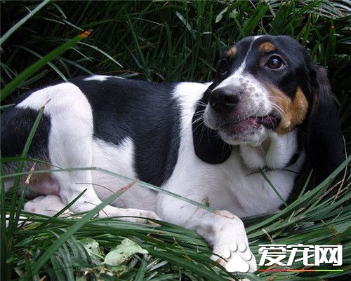 比格犬有攻擊性嗎 一般情況下是不會咬人的