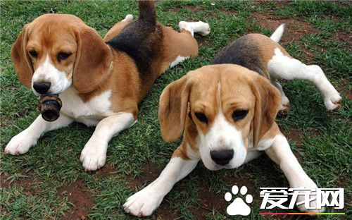 比格犬有什麼優點 敏銳嗅覺服從性高