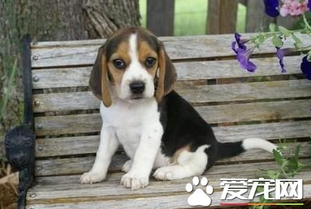 比格犬有什麼優點 敏銳嗅覺服從性高