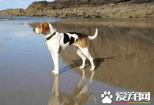 比格犬有什麼優點 敏銳嗅覺服從性高