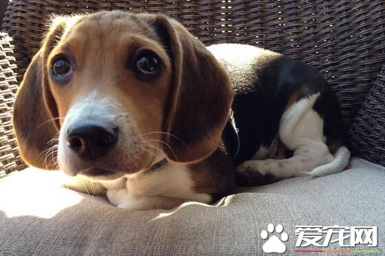 比格犬用多大的籠子 籠子比比格犬的身體大就好