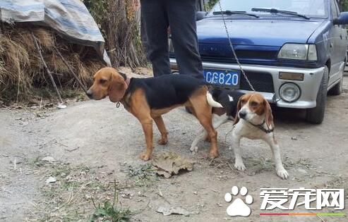 比格犬有攻擊性嗎 一般情況下是不會咬人的