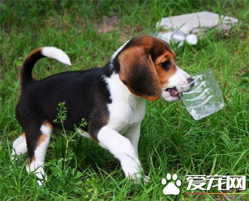比格犬用多大的籠子 籠子比比格犬的身體大就好