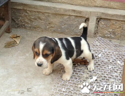 比格犬用多大的籠子 籠子比比格犬的身體大就好