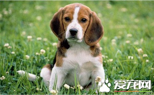 比格犬吃雞胸肉嗎 最適合比格犬吃的食物