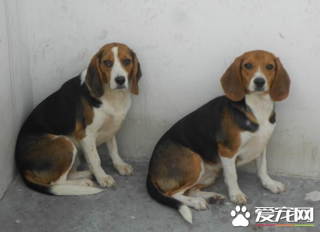 比格犬吃雞胸肉嗎 最適合比格犬吃的食物