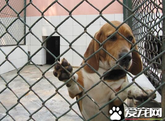 比格犬吃雞胸肉嗎 最適合比格犬吃的食物