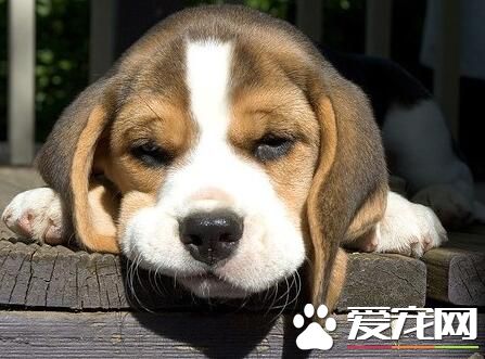 比格犬成年後性格 比格犬性格優點和缺點