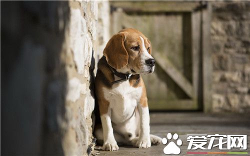 比格犬成年後性格 比格犬性格優點和缺點
