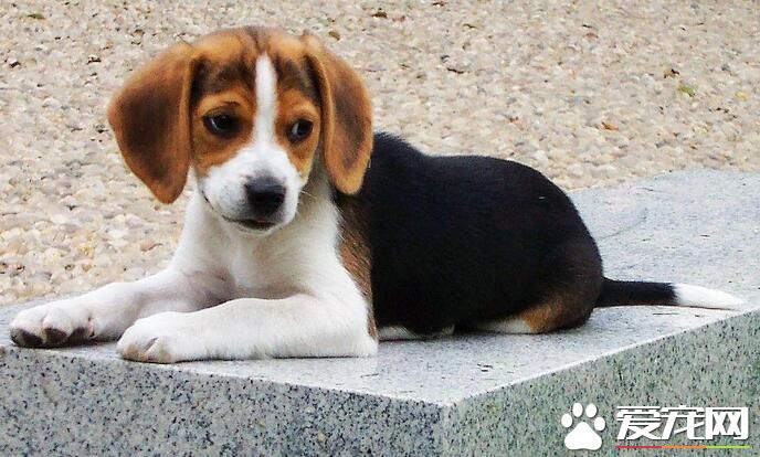 比格犬成年後性格 比格犬性格優點和缺點