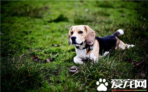 比格犬長到幾歲 比格犬可以活12-15年的時間