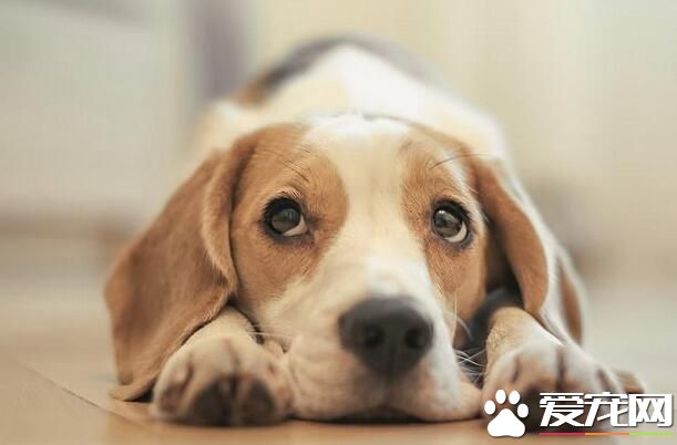 比格犬成年後身體多長 成年身高在30到40厘米