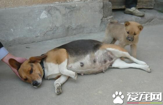 比格犬成年後身體多長 成年身高在30到40厘米