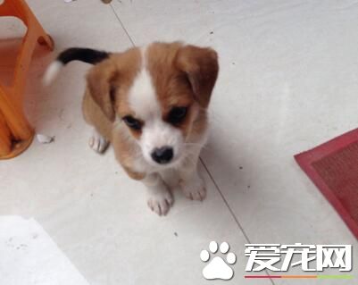 比格犬長到幾歲 比格犬可以活12-15年的時間