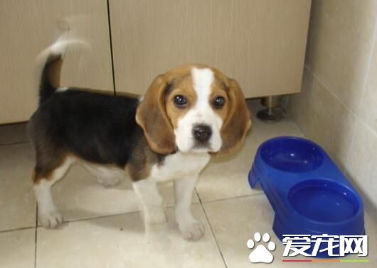 比格犬藏食 比格犬吃什麼狗糧比較好