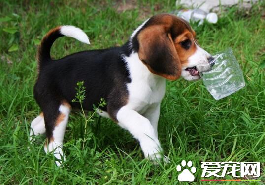 比格犬藏食 比格犬吃什麼狗糧比較好