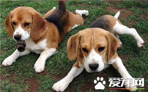 比格犬藏食 比格犬吃什麼狗糧比較好