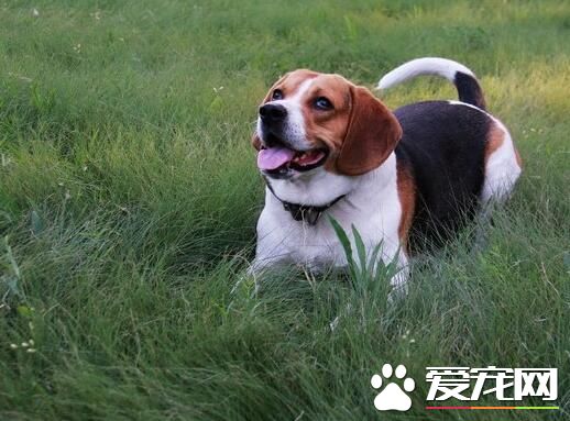比格犬標准 選購比格犬時下列幾點要注意