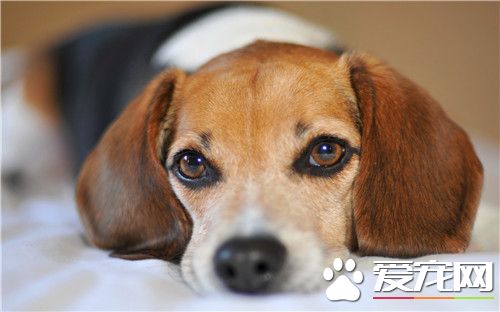 比格犬標准 選購比格犬時下列幾點要注意