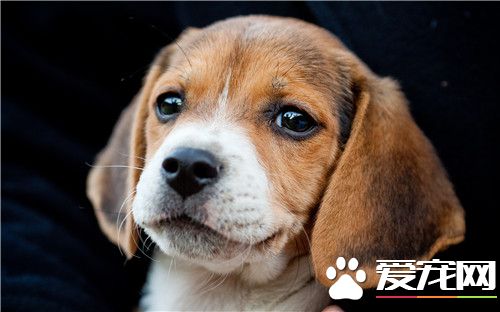 比格犬愛咬人嗎 比格犬不會無緣無故的咬人