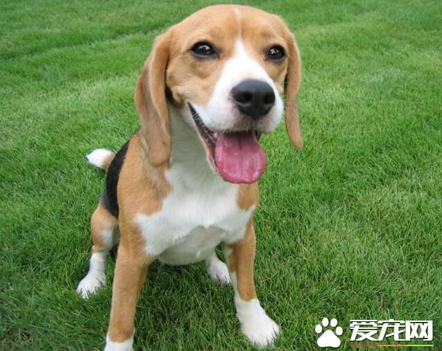 比格犬愛咬人嗎 比格犬不會無緣無故的咬人