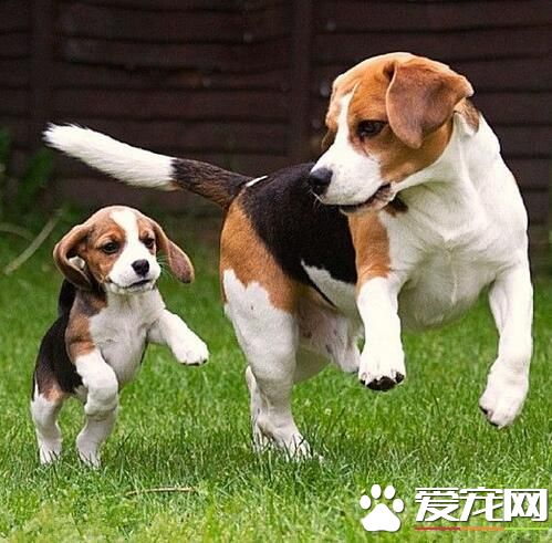 比格犬愛咬人嗎 比格犬不會無緣無故的咬人