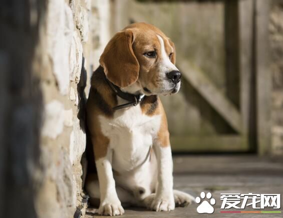 比格犬愛掉毛麼 一般多於春秋兩季掉毛