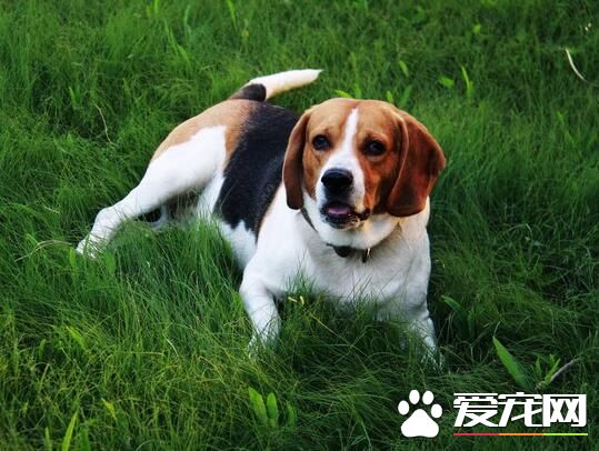 比格犬愛掉毛麼 一般多於春秋兩季掉毛
