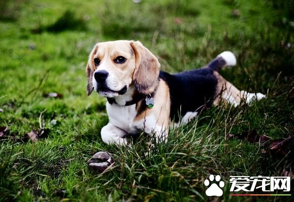 比格犬6個月多大 可以定時的喂養2次