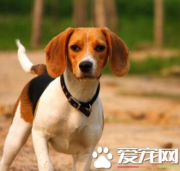 比格犬6個月多大 可以定時的喂養2次