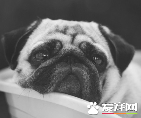 巴哥犬好養不 健康的飲食住行很有必要