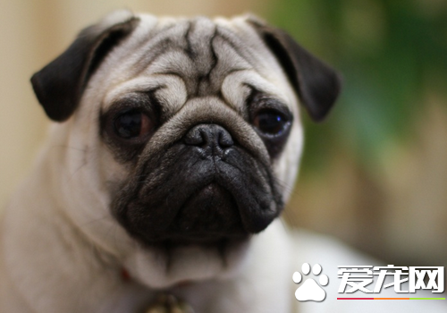 巴哥犬好繁殖嗎 以及繁殖期的護理