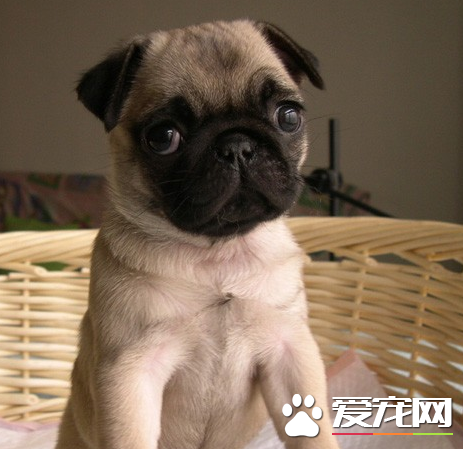 巴哥犬好繁殖嗎 以及繁殖期的護理