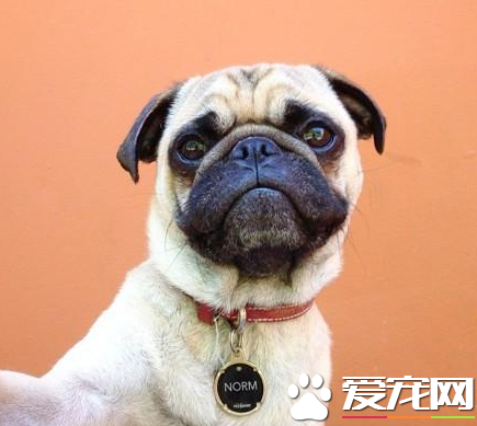 巴哥犬好繁殖嗎 以及繁殖期的護理