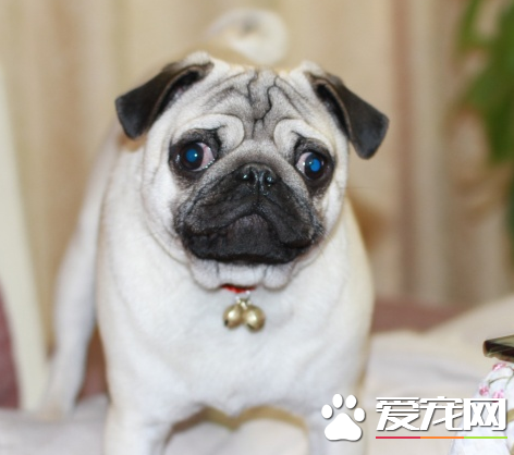 巴哥犬掉毛程度 季節性和營養性脫毛