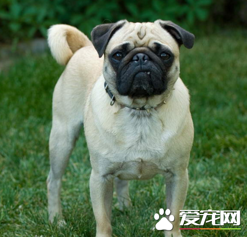 巴哥犬掉毛程度 季節性和營養性脫毛