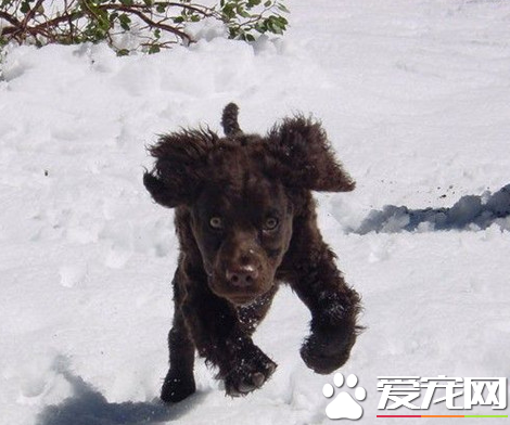 愛爾蘭雪達犬多少斤 它的生理指標