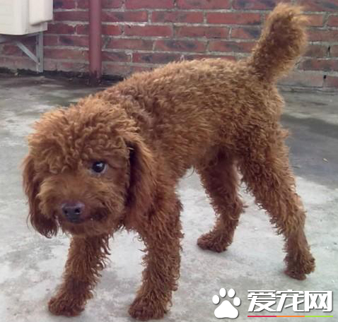 愛爾蘭雪達犬多少斤 它的生理指標