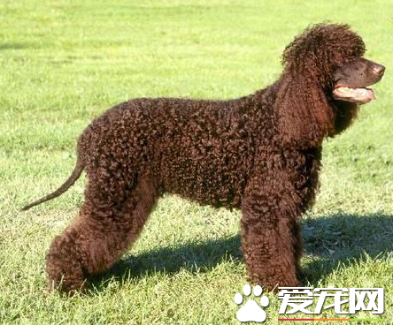 愛爾蘭水獵犬中國多嗎 以及選購常識